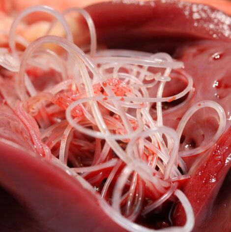 Heartworm